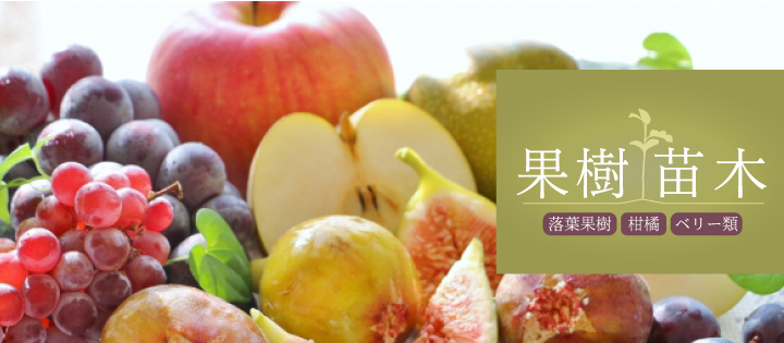 秋野菜苗