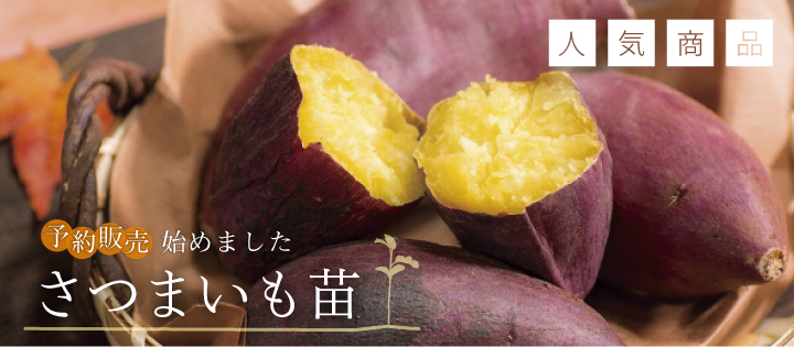さつまいも苗