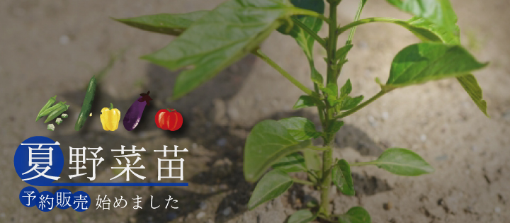 夏野菜苗