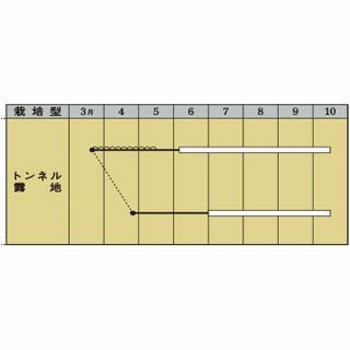 オクラ 種 【 エメラルド 】 小袋 GF （約115粒）