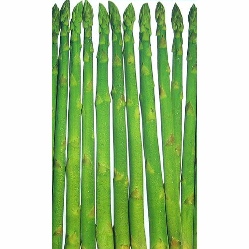 アスパラガス 種 【ウェルカム】