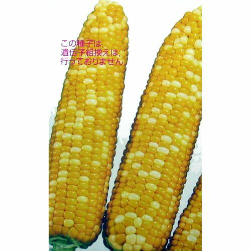 とうもろこし 種 【ゆめのコーン】 200粒