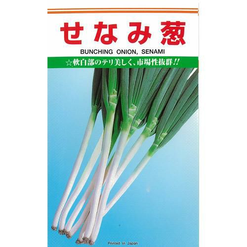 ネギ 種 【 せなみ 】 種子