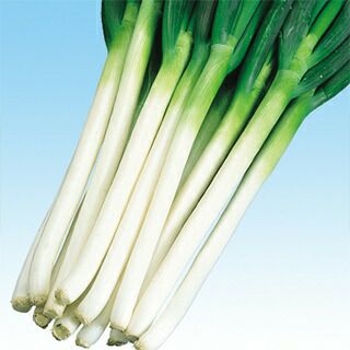 ネギ 種 【 冬州一本太 】 種子