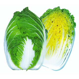 白菜 種 【 勝黄 】 種子