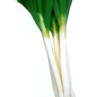 ネギ 種 【 石倉エース 】 種子 2dl