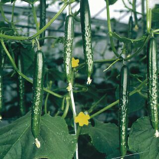 きゅうり 種 【久輝】 350粒