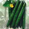 きゅうり 種 【久留米きゅう太郎】 350粒