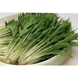 水菜 種 【 水菜早生水天 】 種子