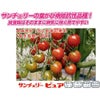 ミニトマト 種 【サンチェリーピュア】 100粒