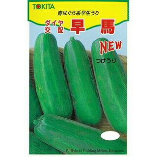 ウリ 種 【 ＮＥＷ早馬 】 種子