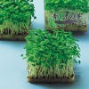 スプラウト 種 【 青しその芽 】 種子