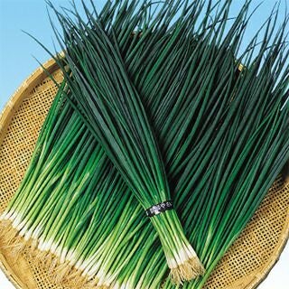 ネギ 種 【 雷王 】 種子