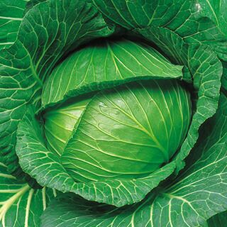 キャベツ 種 【 YR寒山 】 種子 ５千粒コートＬ