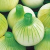 たまねぎ 種 【早生こがね】 小袋