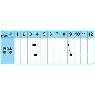 たまねぎ 種 【博多こがね】 100ｇ