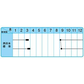 たまねぎ 種 【センチュリー2号】 10ｇ