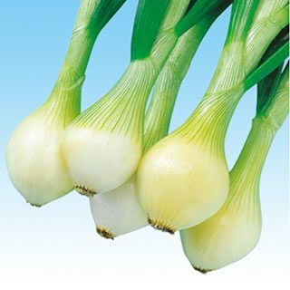 たまねぎ 種 【センチュリー2号】 100ｇ