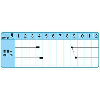たまねぎ 種 【こはく】 小袋