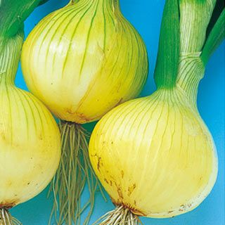 たまねぎ 種 【こはく】 10ｇ