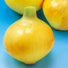 たまねぎ 種 【こはく2号】 100ｇ