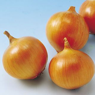 たまねぎ 種 【晩生こがね】 4ml