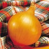 たまねぎ 種 【中生こがね】 100ｇ