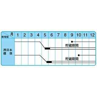 たまねぎ 種 【中生こがね】 100ｇ