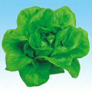 【 バイオ・サラダ  】 種子 10ml