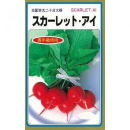廿日大根 種 【 スカーレットアイ 】 種子
