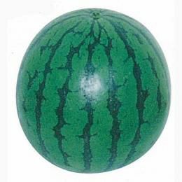 スイカ 種 【福の華】 10粒