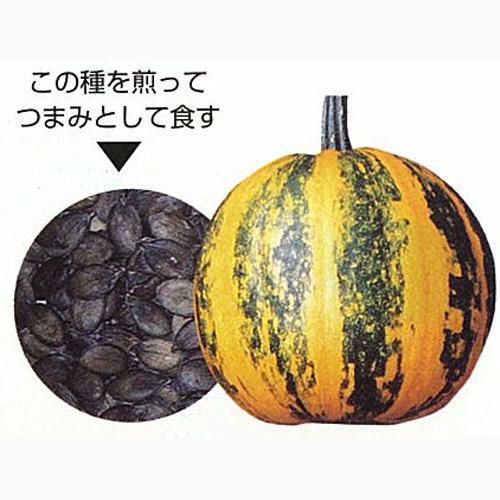 かぼちゃ 種 【食用種子かぼちゃ】 20ml