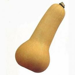 かぼちゃ 種 【バターナット】 約5ml