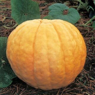 かぼちゃ 種 【アトランチック・ジャイアント】 約5ml