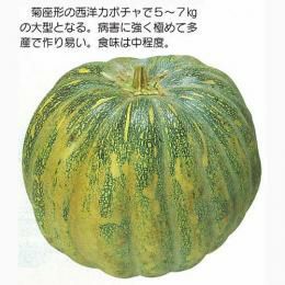 かぼちゃ 種 【インド南瓜】 8ml