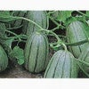 まくわうり 種 【 甘露甜瓜 】 種子