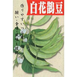 ふじ豆 種 【白花早生鵲豆】 50ml