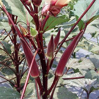 オクラ 種 【島の恋】 1dl