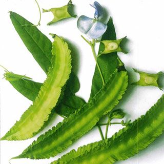 雑豆 種 【 四角豆 うりずん 】 種子