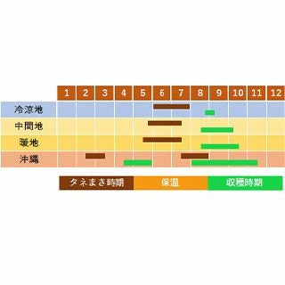 雑豆 種 【 四角豆 うりずん 】 種子 小袋（約20ml）