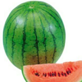 スイカ 種 【紅こだま】 1.1ml