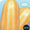まくわうり 種 【 銀閣甜瓜 】 種子