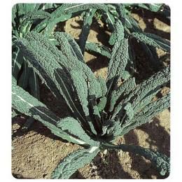 ケール 種 【 カーボロネロ (黒キャベツ) 】 種子