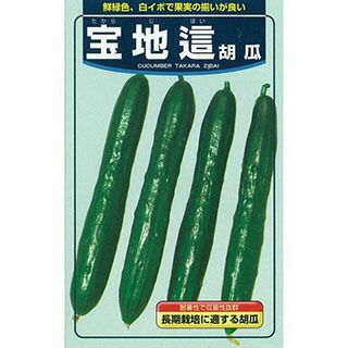 きゅうり 種 【宝地這】 2ml