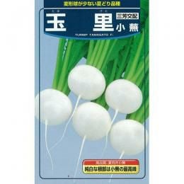 カブ 種 【 玉里小蕪 】 種子 1dl缶