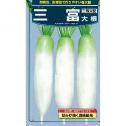 大根 種 【 三富 】 種子 1dl缶