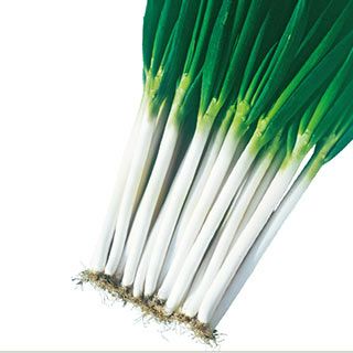 ネギ 種 【 ネギ元蔵 】 種子 小袋