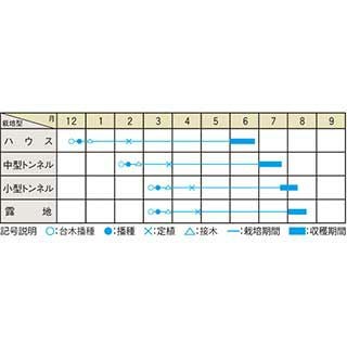 スイカ 種 【味きらら】 7粒