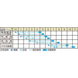  メロン 種 【 ハスキー 】 小袋( メロンの種 )