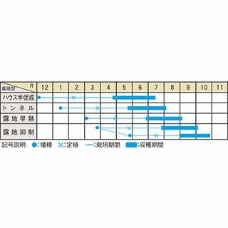 ミニトマト 種 【チャペル】 約25粒